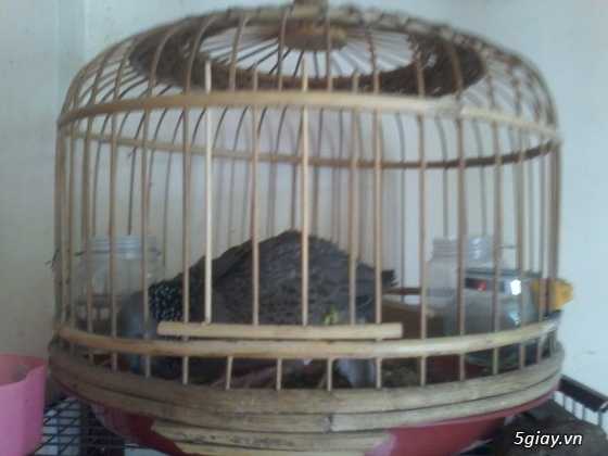 thanh lý cu ghiền người cu khách lụp cu - 2