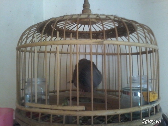 thanh lý cu ghiền người cu khách lụp cu