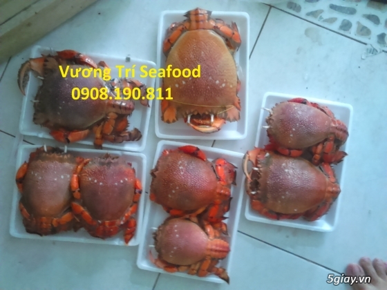 Hải sản Bình Ba Cam Ranh tươi sống, giá cả hợp lý, uy tín đảm bảo. - 14