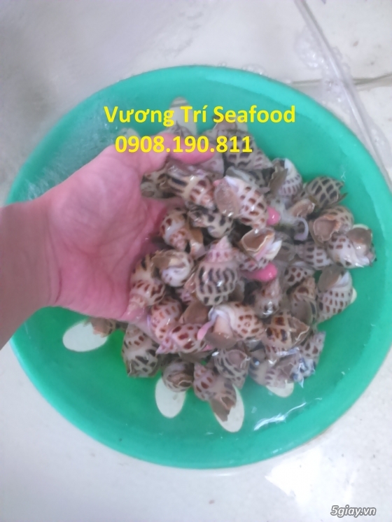 Hải sản Bình Ba Cam Ranh tươi sống, giá cả hợp lý, uy tín đảm bảo. - 12