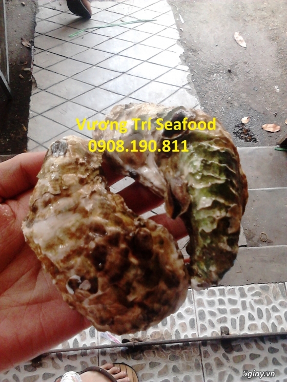 Hải sản Bình Ba Cam Ranh tươi sống, giá cả hợp lý, uy tín đảm bảo. - 13