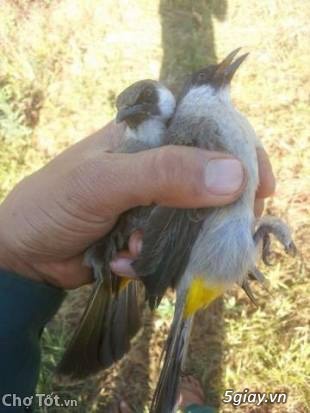 Cần Mua Hoành Hoạch Líu