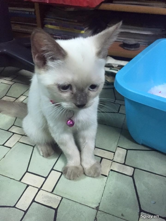 (tphcm) tìm chủ cho bé mèo hyma 2 tháng- 3 triệu 5 - 2