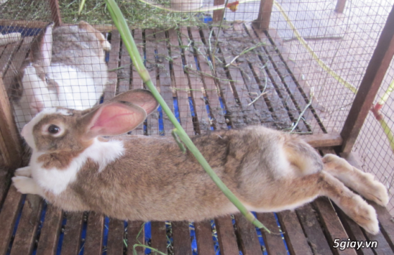 Bán thỏ giống - thỏ thịt