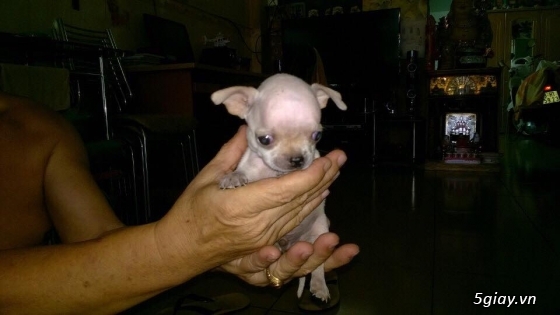 Chó chihuahua mini đẹp, 2 tháng tuổi. - 2
