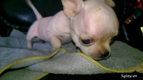 Chó chihuahua mini đẹp, 2 tháng tuổi. - 3