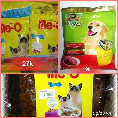 HCM[Tân Phú]_Hamsterwin shop_Chuyên cung cấp vật tư cho hamster giá siêu rẻ - 8