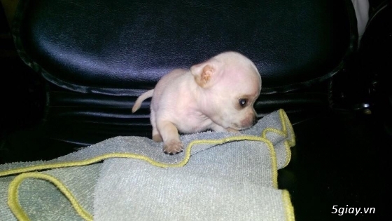 Chó chihuahua mini đẹp, 2 tháng tuổi. - 4