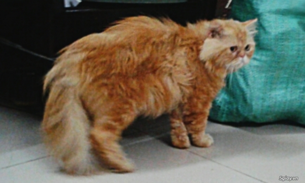 Bán mèo exotic yellow tabby cái và dàn chuồng nuôi mèo giá rẻ - 1