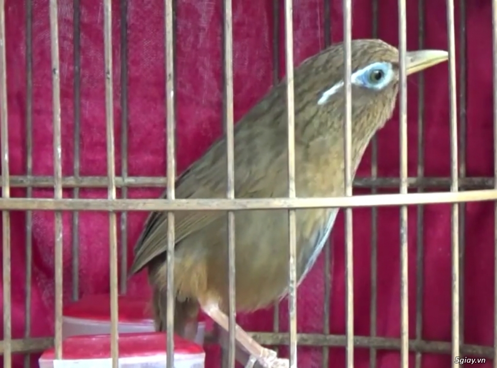 Mộc dỡ lông xanh 9 tháng-ngũ trường-mắt bé