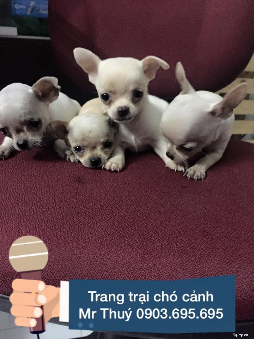 Chó Chihuahua siêu mini cực nhỏ - 4