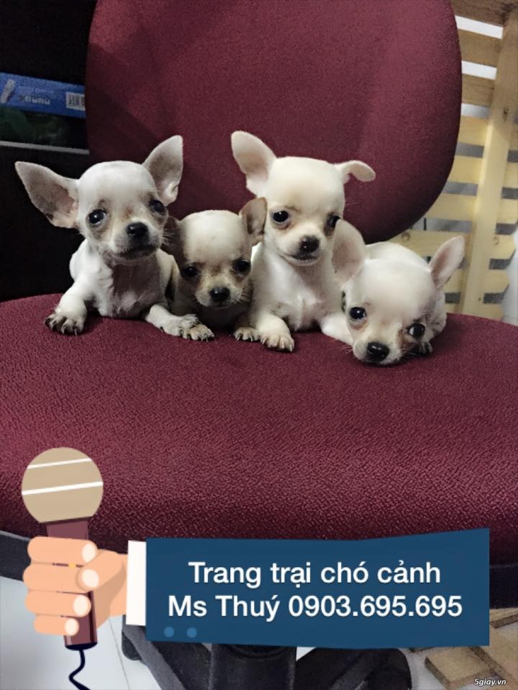 Chó Chihuahua siêu mini cực nhỏ - 2