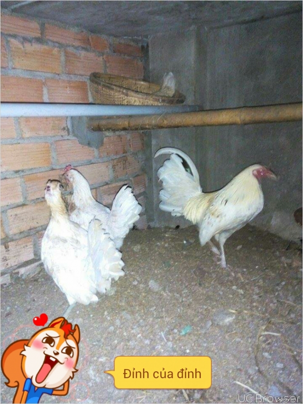 Bán gà tre asil lai mỹ,gà jap lai mỹ và gà noi peru,gà jap, gà asil,jap lai mỹ