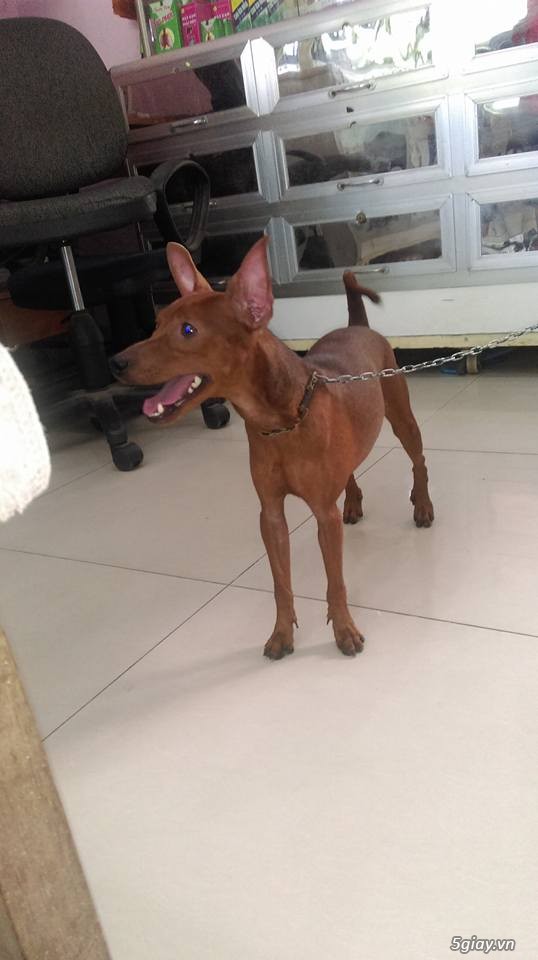 Trại chó Minh Thành chuyên Phối Giống và bán chó phóc panse Minpin con tthuần chủng