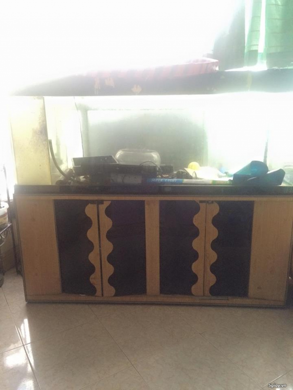 Thanh lý hồ cá cảnh Q4