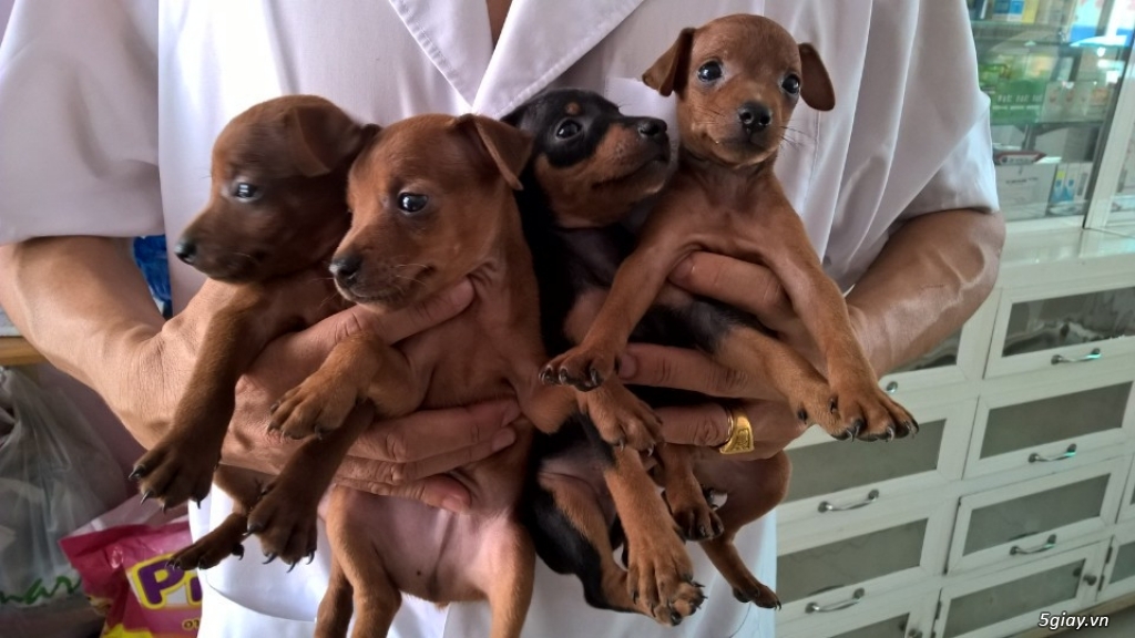 Trại chó Minh Thành chuyên Phối Giống và bán chó phóc panse Minpin con tthuần chủng - 3