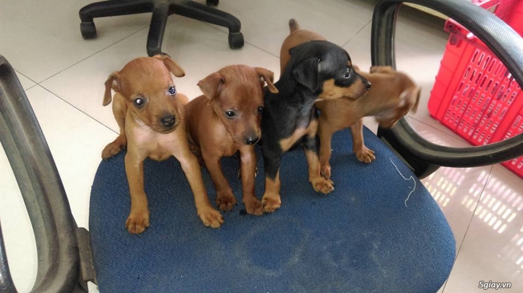 Trại chó Minh Thành chuyên Phối Giống và bán chó phóc panse Minpin con tthuần chủng - 2