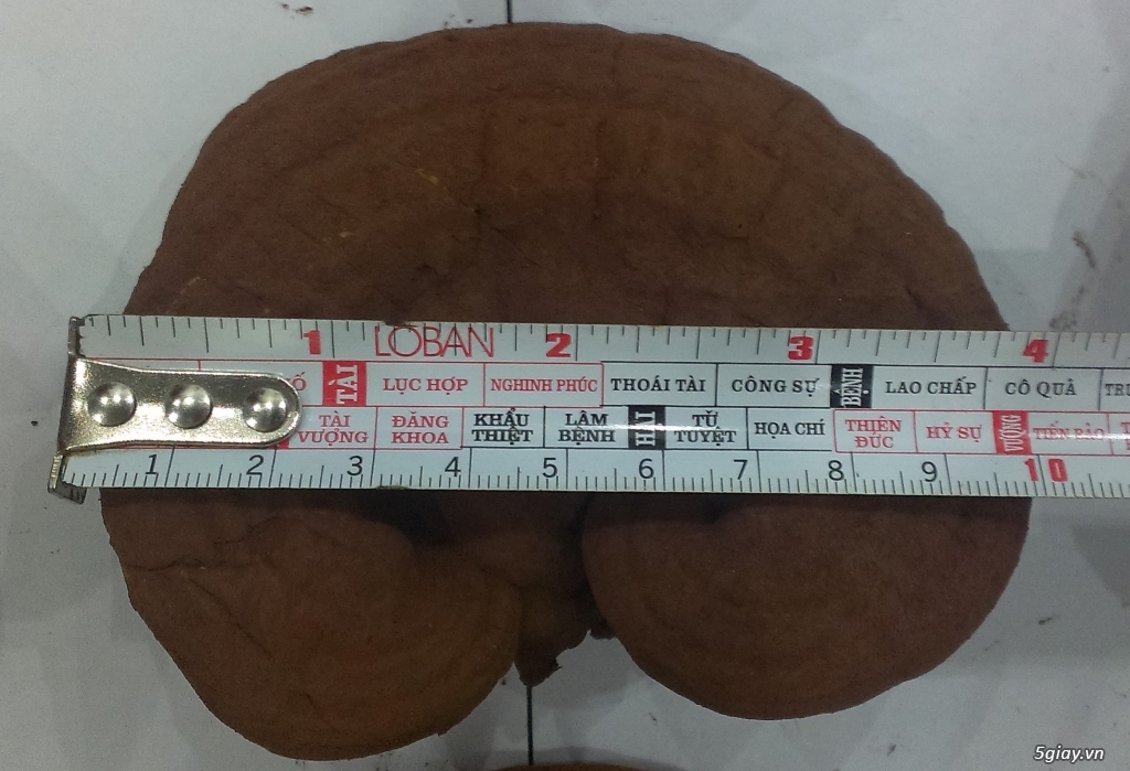 BÁN NẤM LINH CHI VIỆT NAM - 1