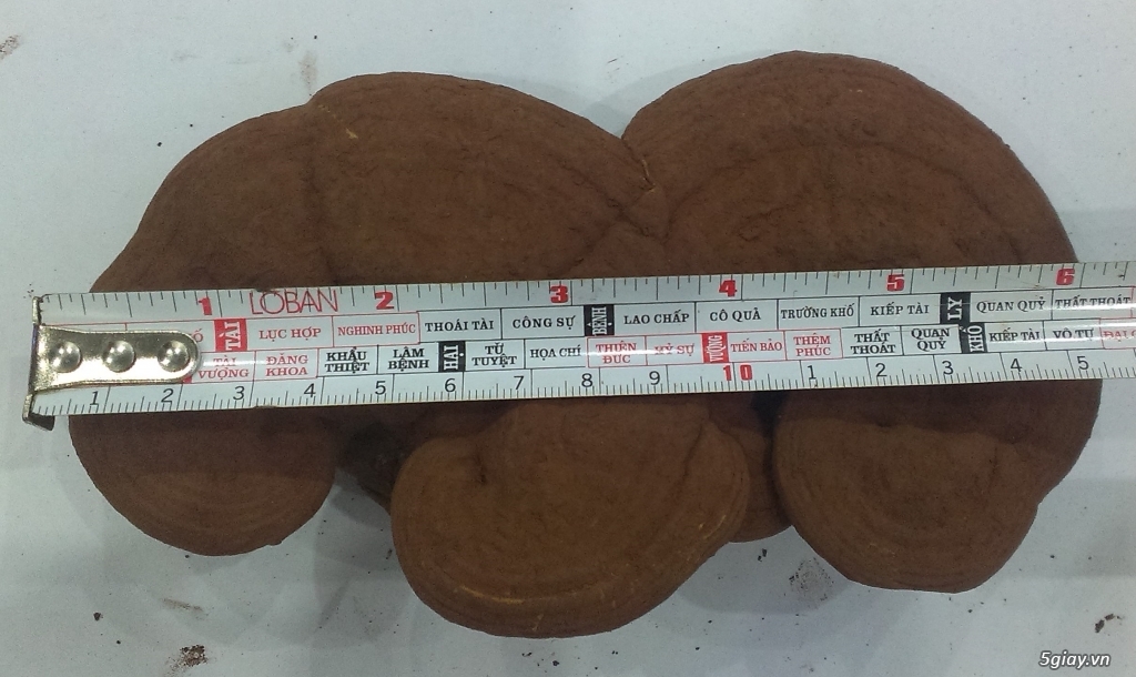 BÁN NẤM LINH CHI VIỆT NAM - 4