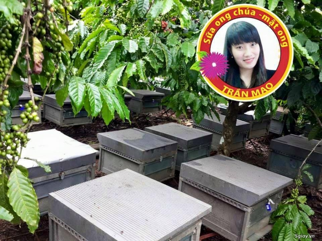 THÔNG BÁO TUYỂN ĐẠI LÝ PHÂN PHỐI SỮA ONG CHÚA - MẬT ONG TRẦN MAO TRÊN TOÀN QUỐC - 2