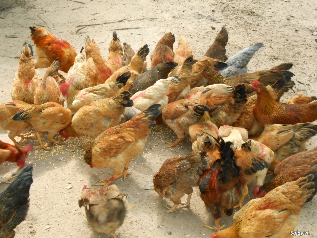 Bình Dương chuyên cung cấp gà ta giống - 2