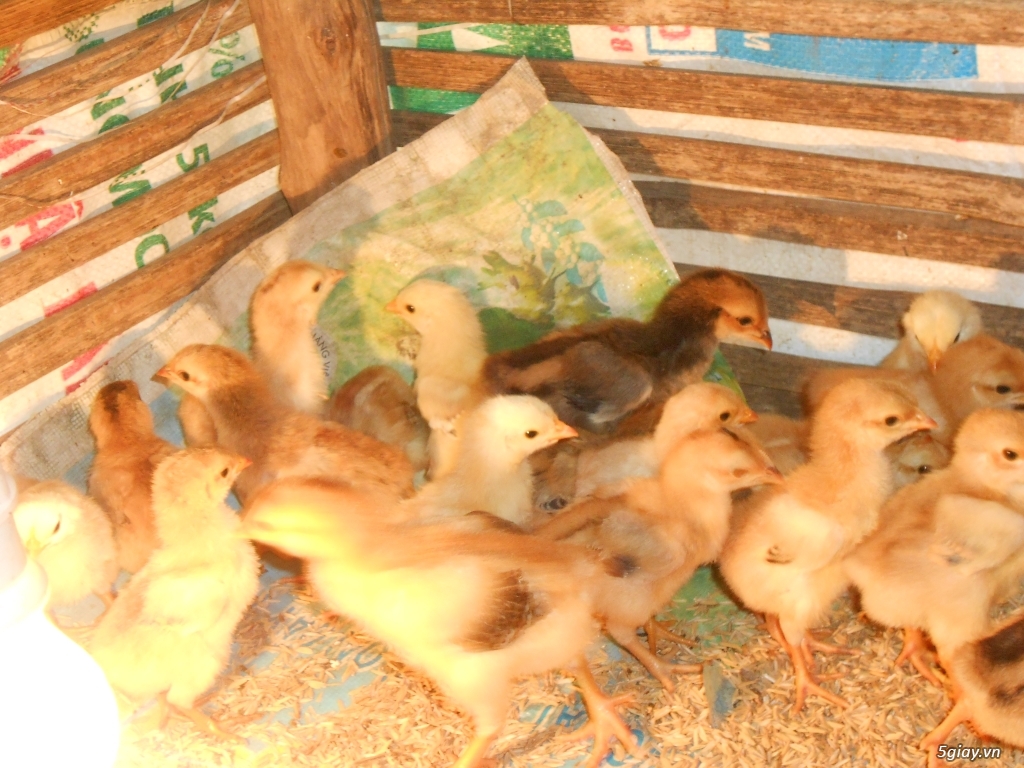 Bình Dương chuyên cung cấp gà ta giống - 1