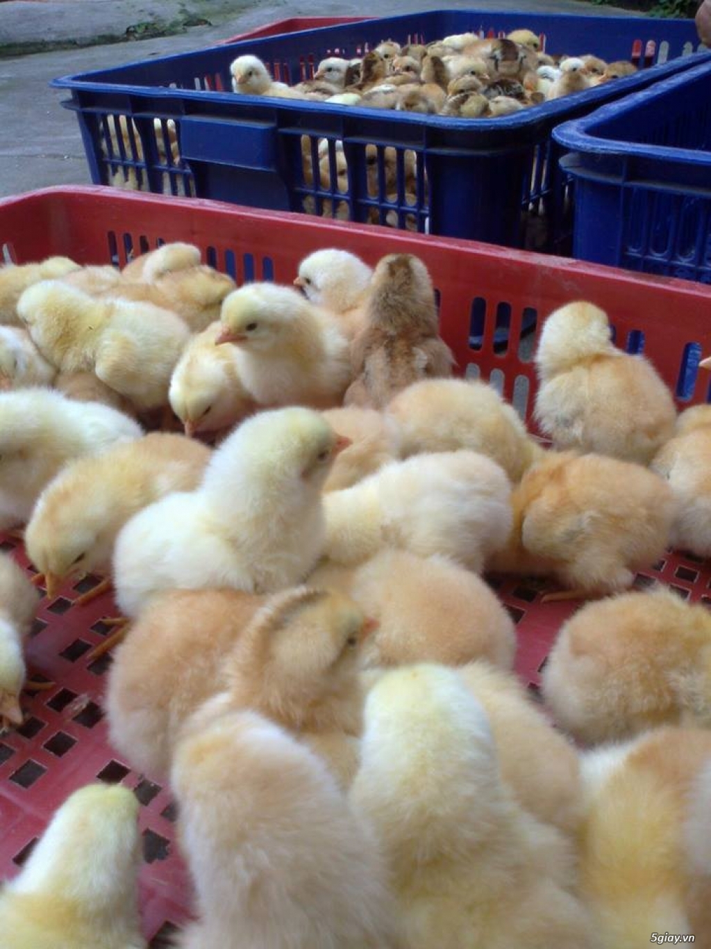 Bình Dương chuyên cung cấp gà ta giống