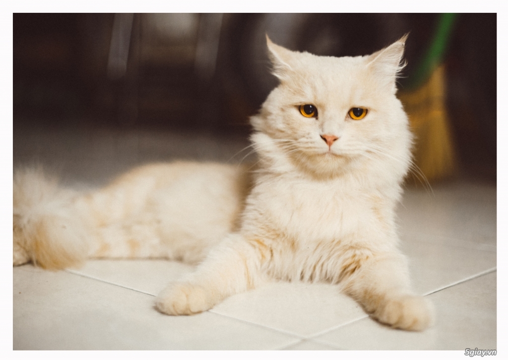 Mèo Anh lông dài đực màu trắng kem