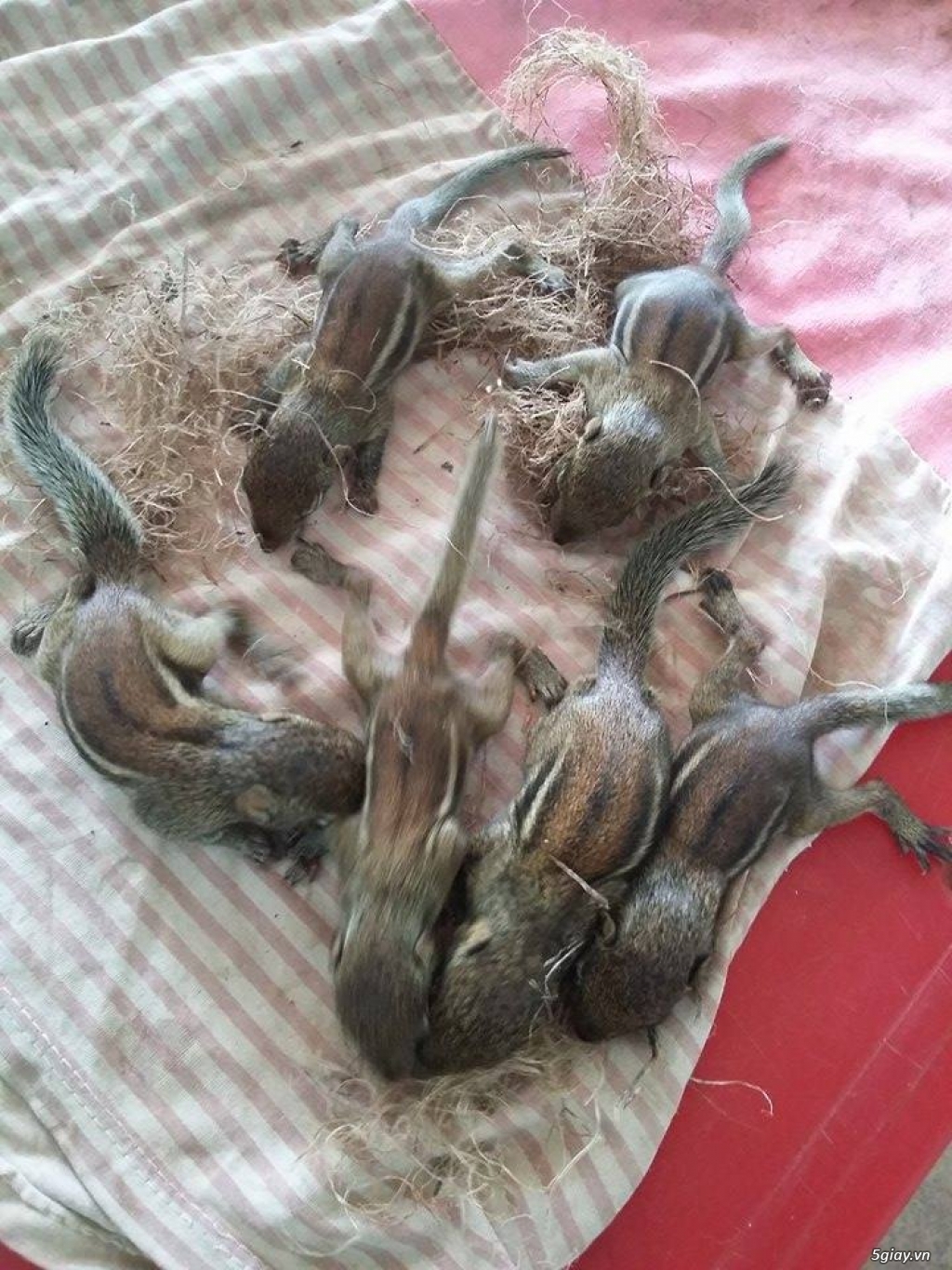 sóc đất con và sóc bông.bmt. - 3