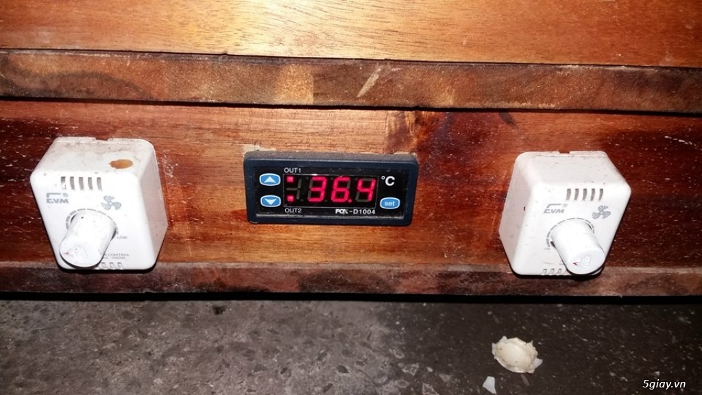 Vịt Trời Bình Dương - 8