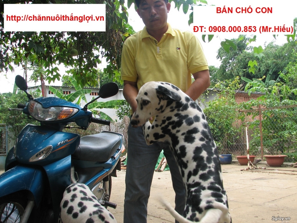 Bán một cặp chó đốm bố mẹ tại Tp.Hồ Chí Minh & Bình Dương
