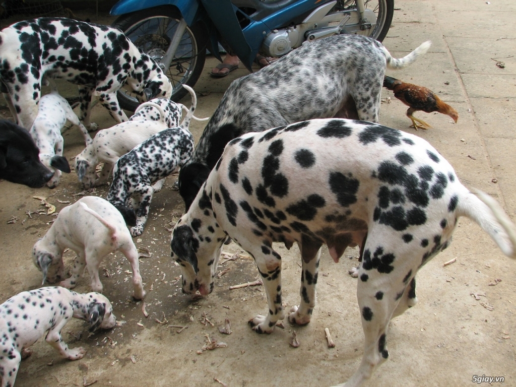Bán một cặp chó đốm bố mẹ tại Tp.Hồ Chí Minh & Bình Dương - 5