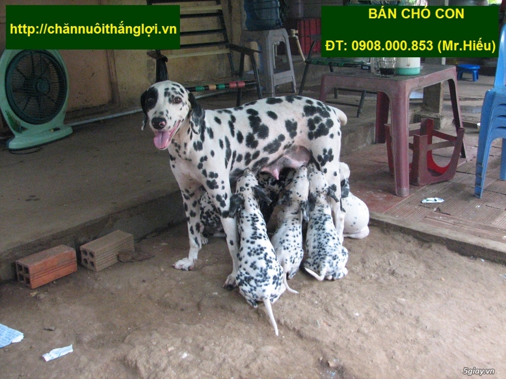 Bán một cặp chó đốm bố mẹ tại Tp.Hồ Chí Minh & Bình Dương - 2