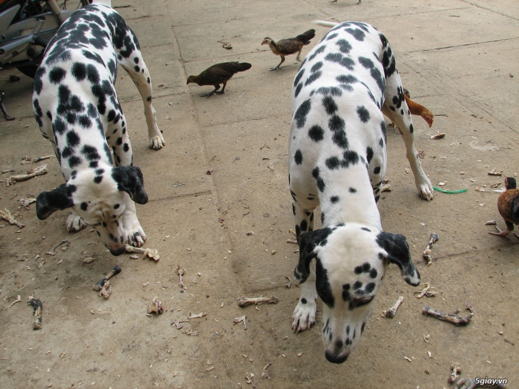 Bán một cặp chó đốm bố mẹ tại Tp.Hồ Chí Minh & Bình Dương - 10