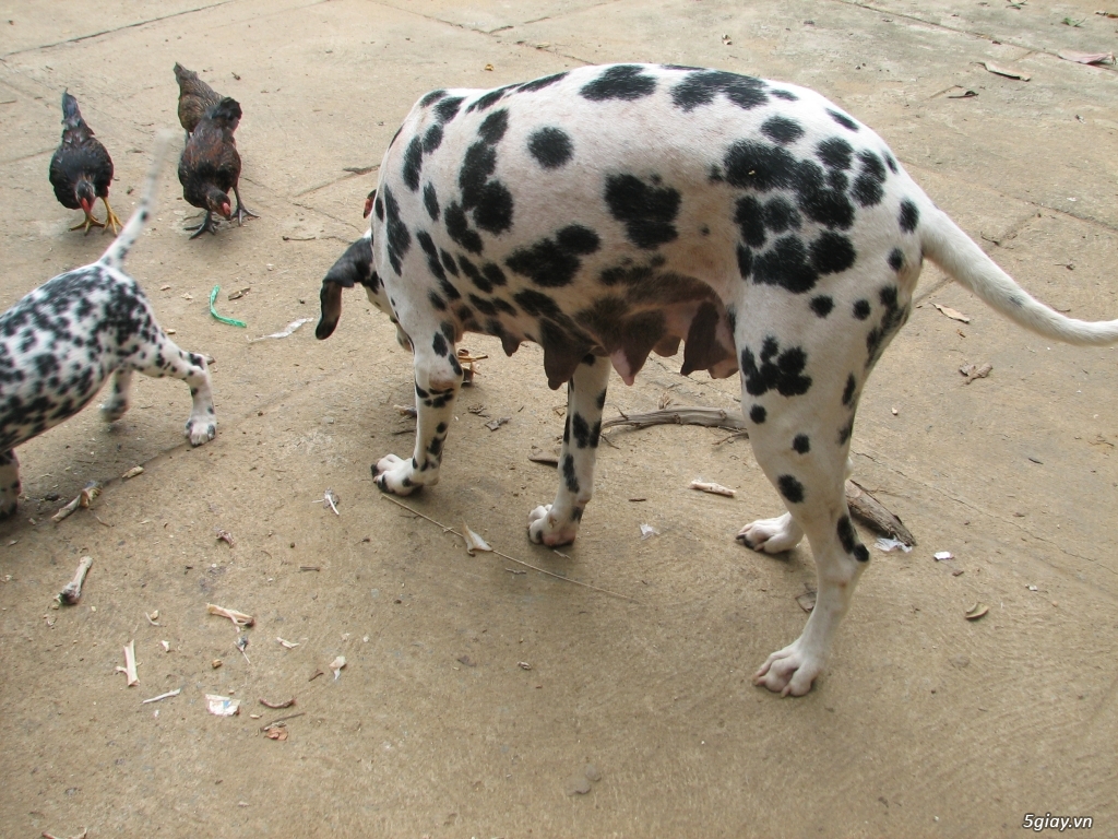 Bán một cặp chó đốm bố mẹ tại Tp.Hồ Chí Minh & Bình Dương - 11
