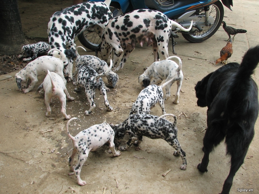 Bán một cặp chó đốm bố mẹ tại Tp.Hồ Chí Minh & Bình Dương - 7