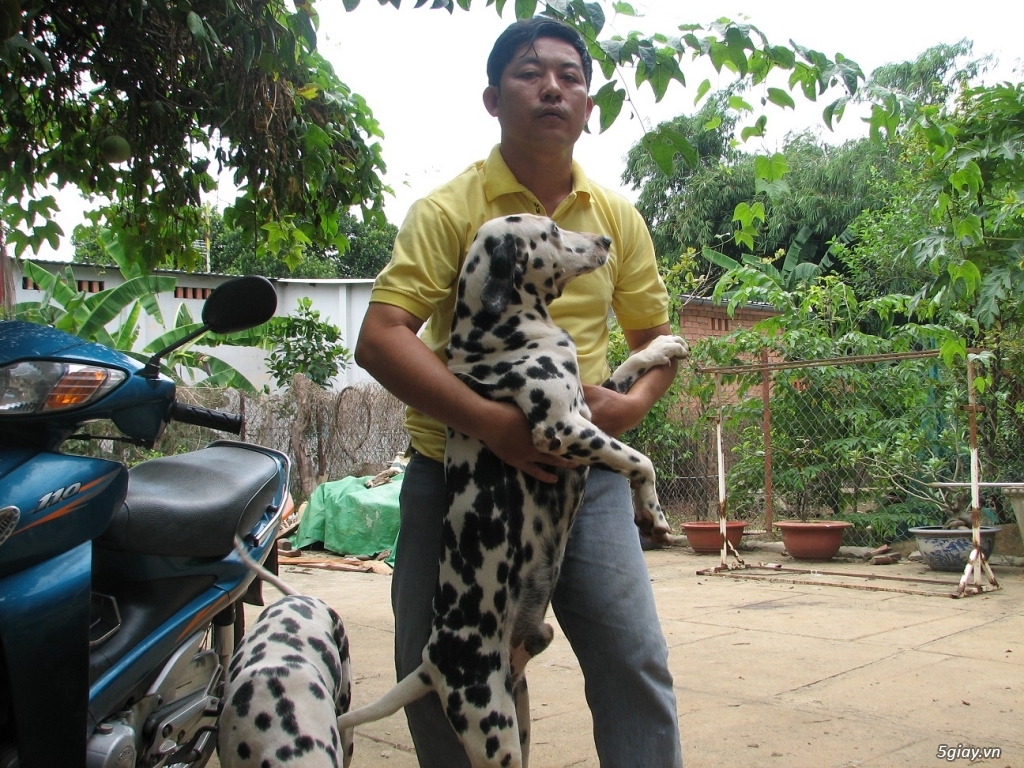 Bán một cặp chó đốm bố mẹ tại Tp.Hồ Chí Minh & Bình Dương - 3