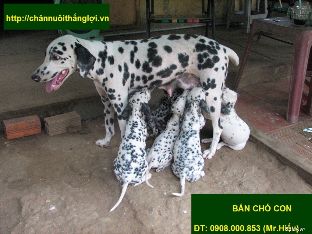 Bán một cặp chó đốm bố mẹ tại Tp.Hồ Chí Minh & Bình Dương - 4