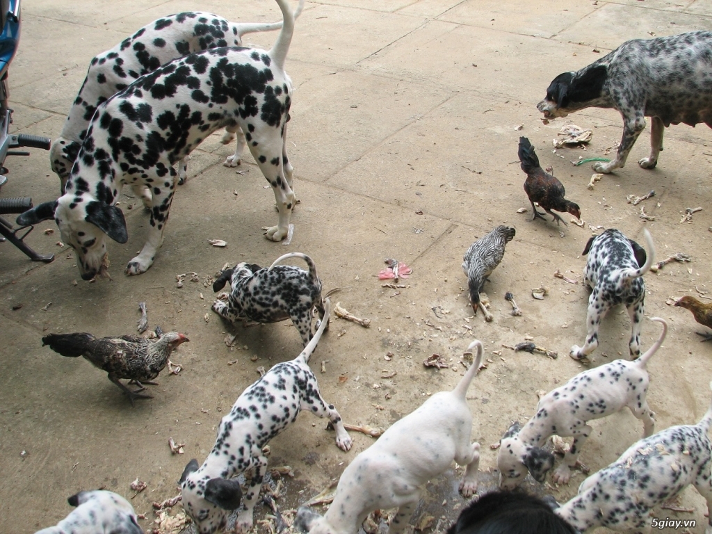 Bán một cặp chó đốm bố mẹ tại Tp.Hồ Chí Minh & Bình Dương - 8