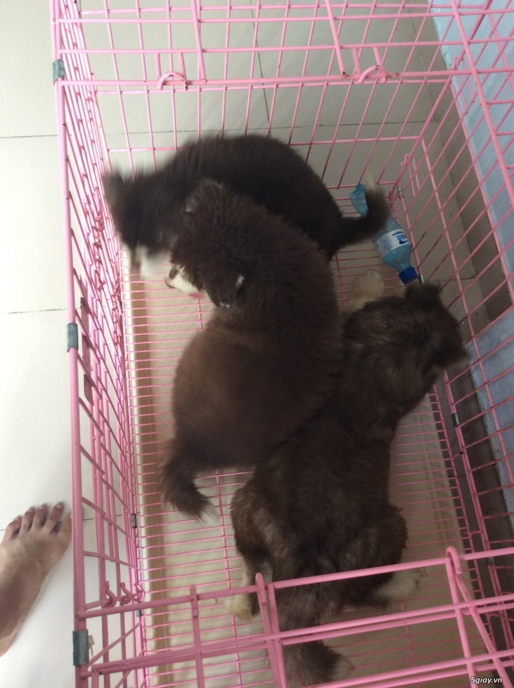 Alaska nâu đỏ 2 tháng tuổi xinh lung linh - 2