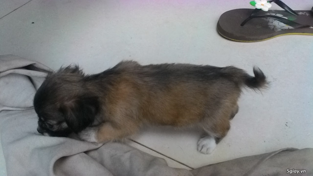 Bán 7 cục bông gòn Bắc kinh lai Nhật - 3