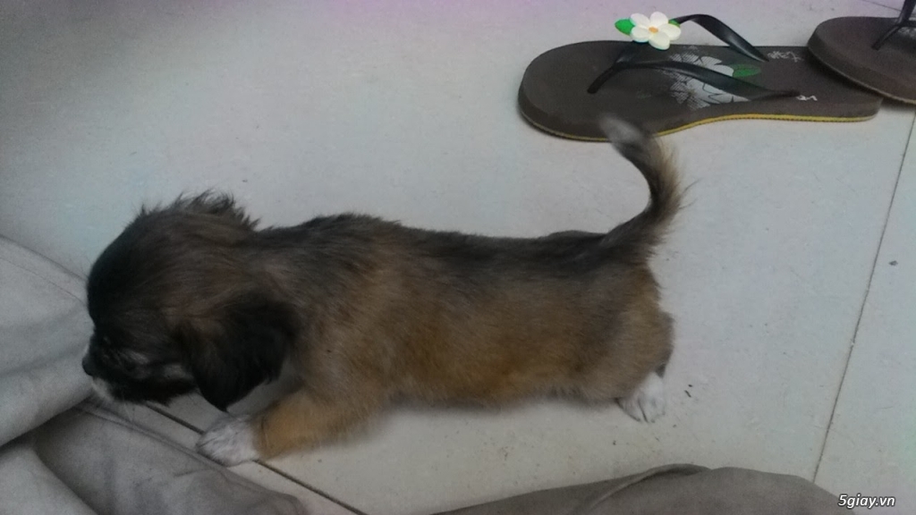 Bán 7 cục bông gòn Bắc kinh lai Nhật - 2