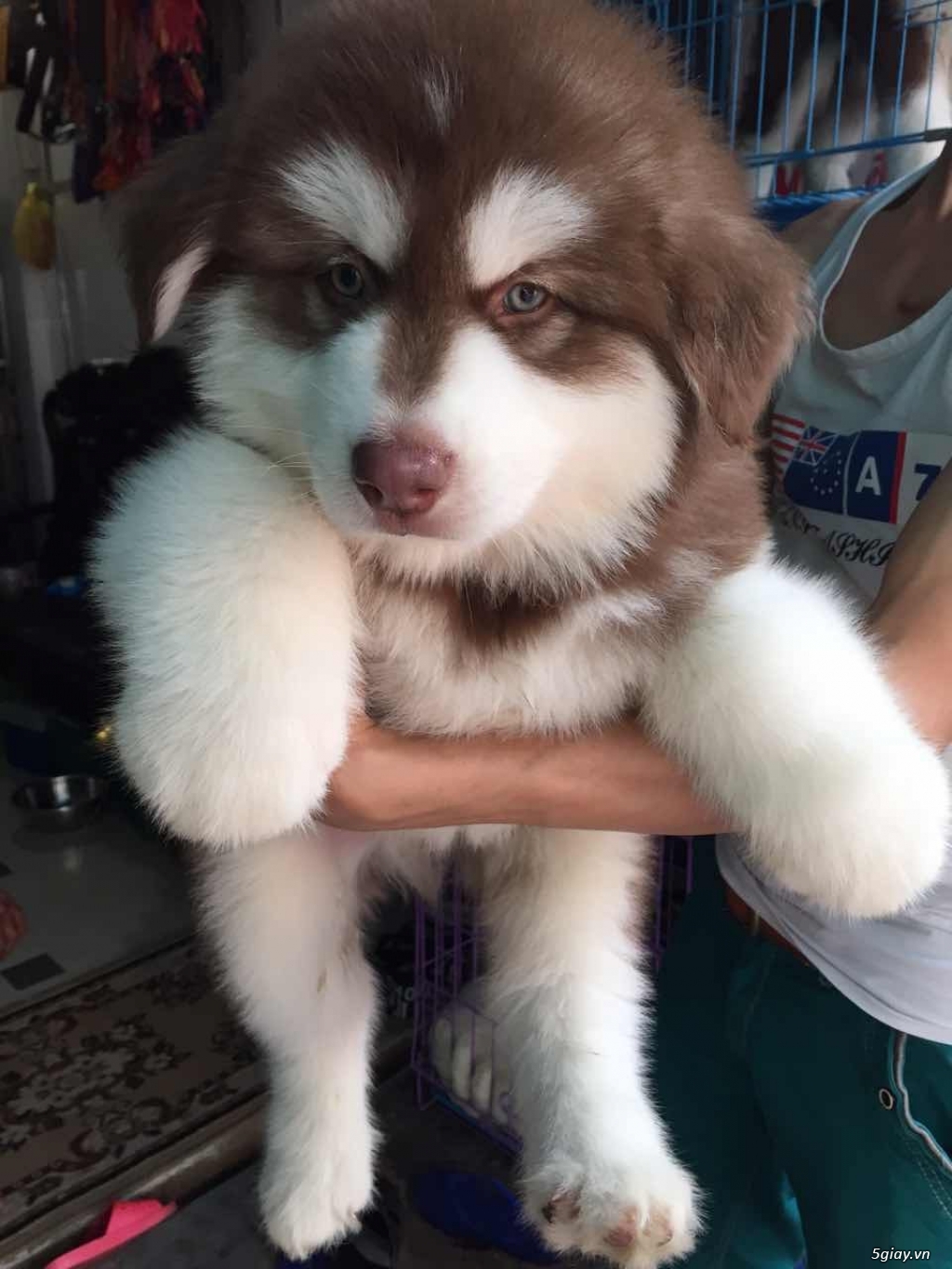 Alaska nâu đỏ 2 tháng tuổi xinh lung linh