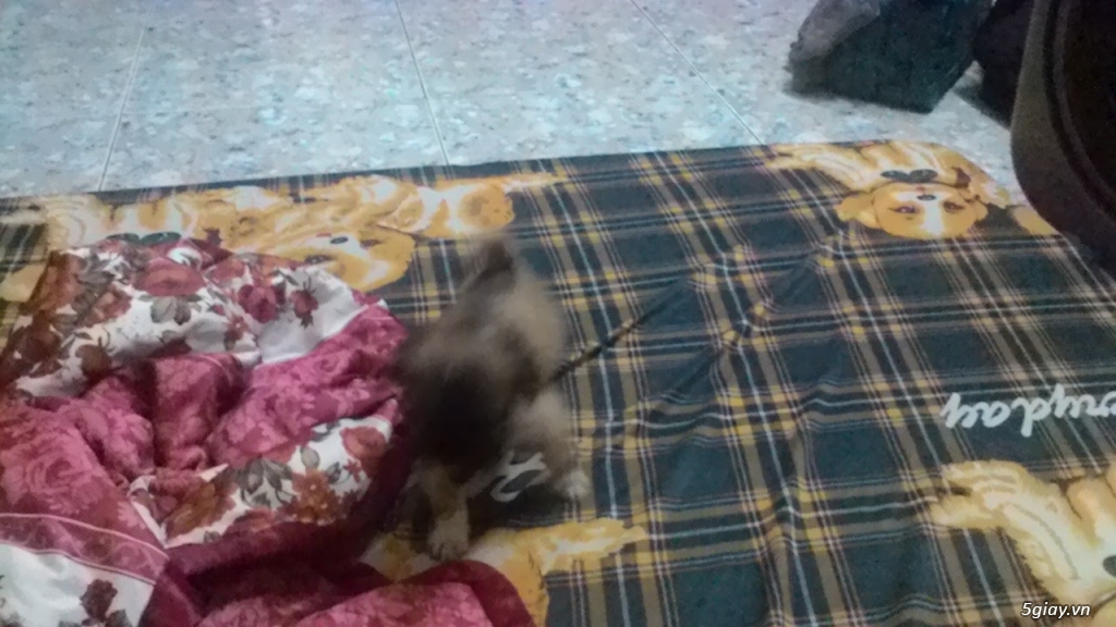 Bán 7 cục bông gòn Bắc kinh lai Nhật - 8