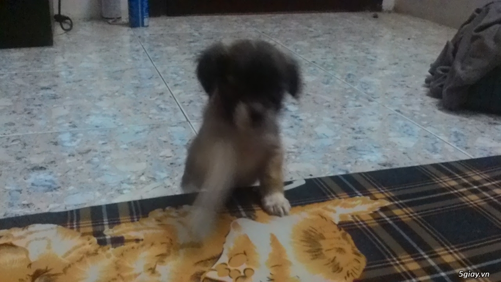 Bán 7 cục bông gòn Bắc kinh lai Nhật - 5