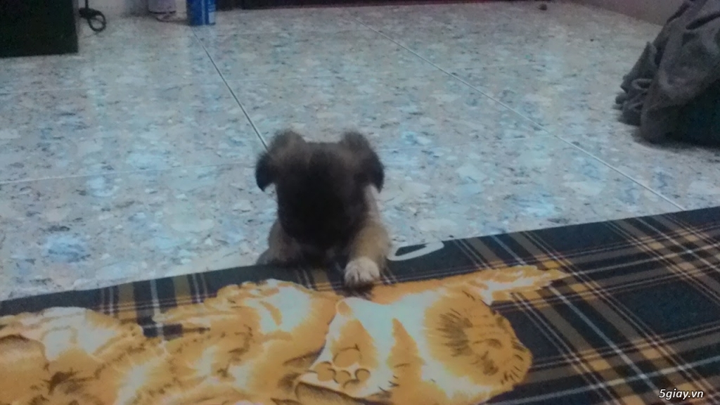 Bán 7 cục bông gòn Bắc kinh lai Nhật - 6