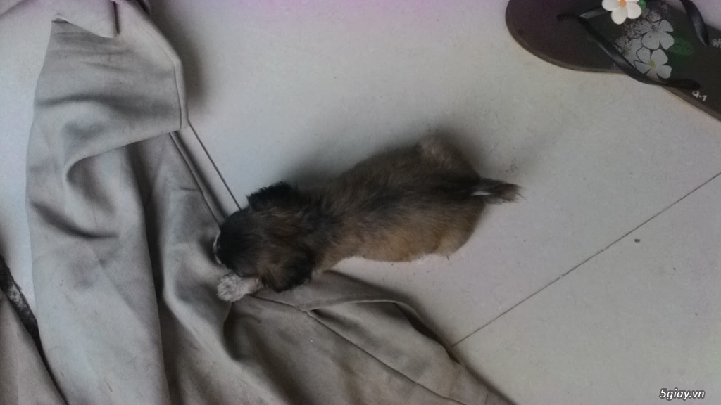 Bán 7 cục bông gòn Bắc kinh lai Nhật