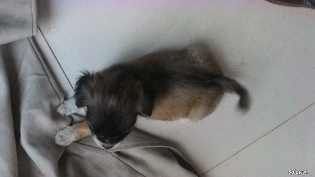 Bán 7 cục bông gòn Bắc kinh lai Nhật - 1