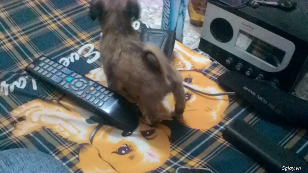 Bán 7 cục bông gòn Bắc kinh lai Nhật - 7