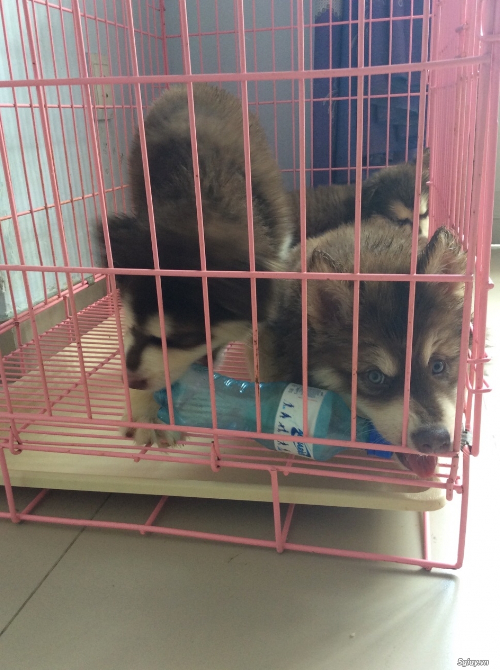 Alaska nâu đỏ 2 tháng tuổi xinh lung linh - 4